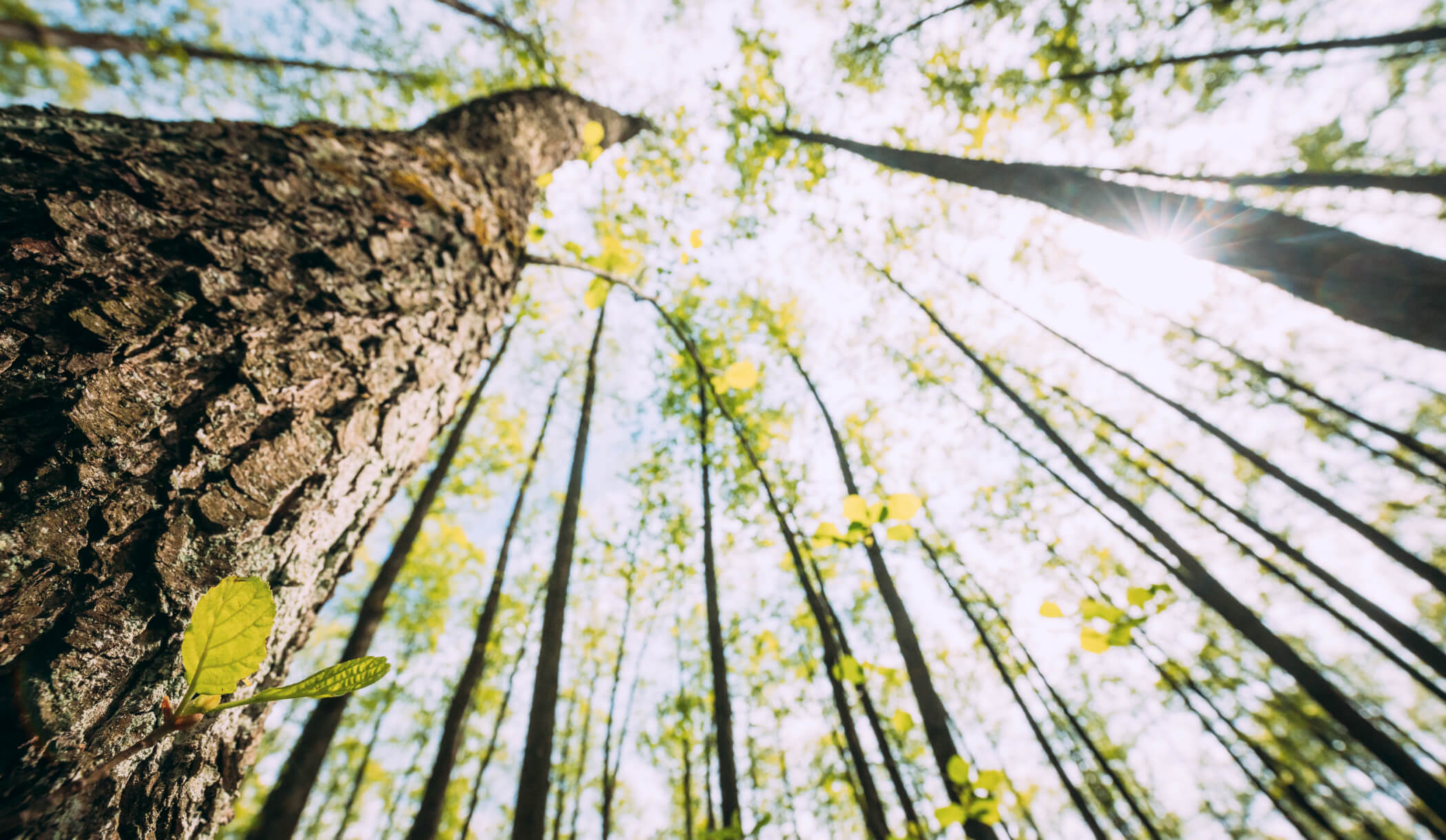 Atlantis Development